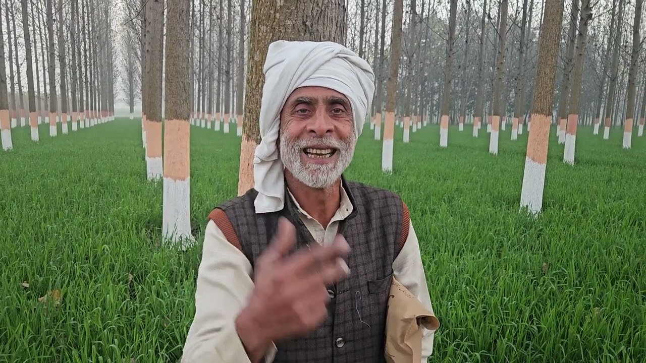 पॉपुलर पेड़ों को लगाने का 20 साल अनुभव किसान भाई बताया कैसे पेड़ों को जल्दी तैयार करें 