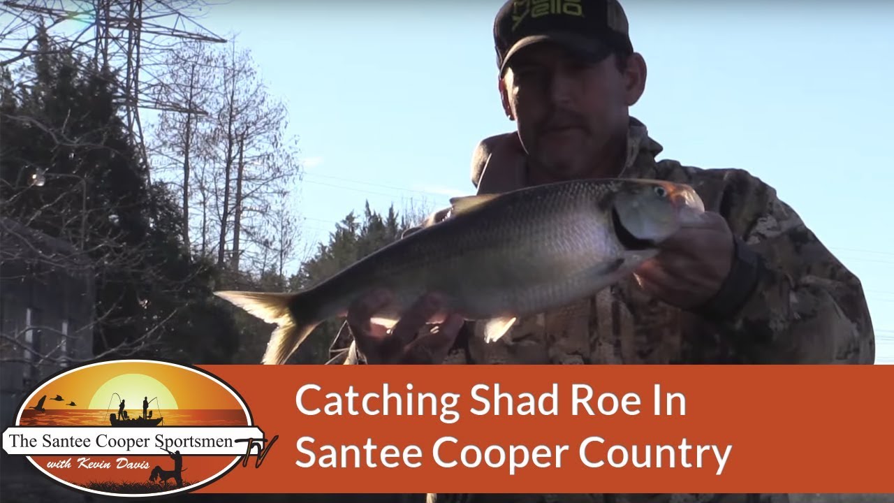 Catching Shad Roe In Santee Cooper Country SCSTV S04E02