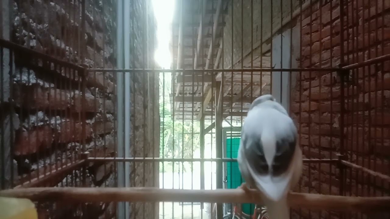 Masteran kenari pagi siang malam terbukti ampuh untuk kenari paud agar cepat bunyi