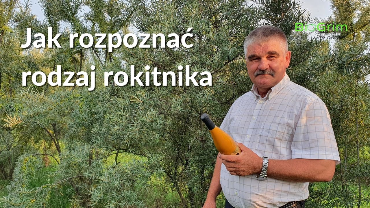 Jak rozpoznać rodzaj rokitnika