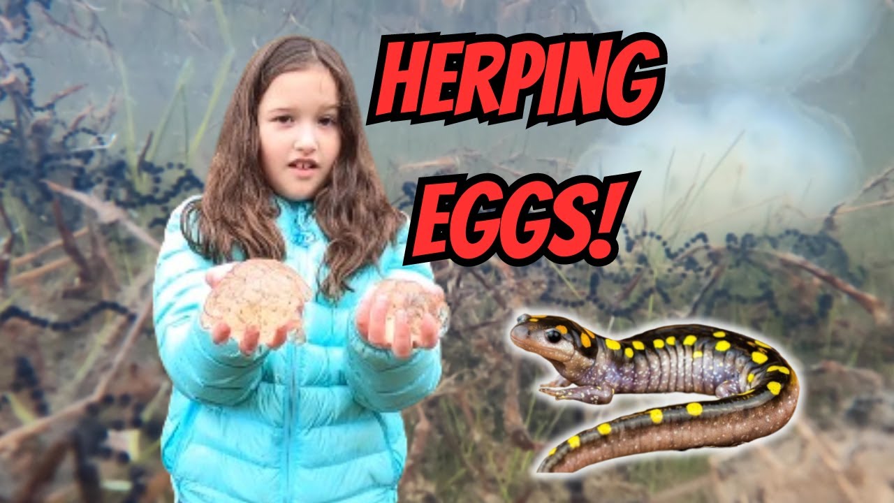 Herping- Kids Find Salamander Eggs, Frog Eggs & Toad Eggs🐸😮