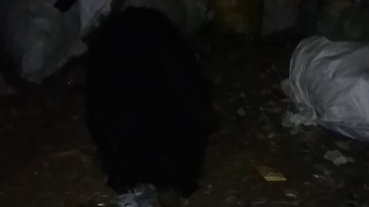 Bear live attack in mount abu 2017(by royalharish)
