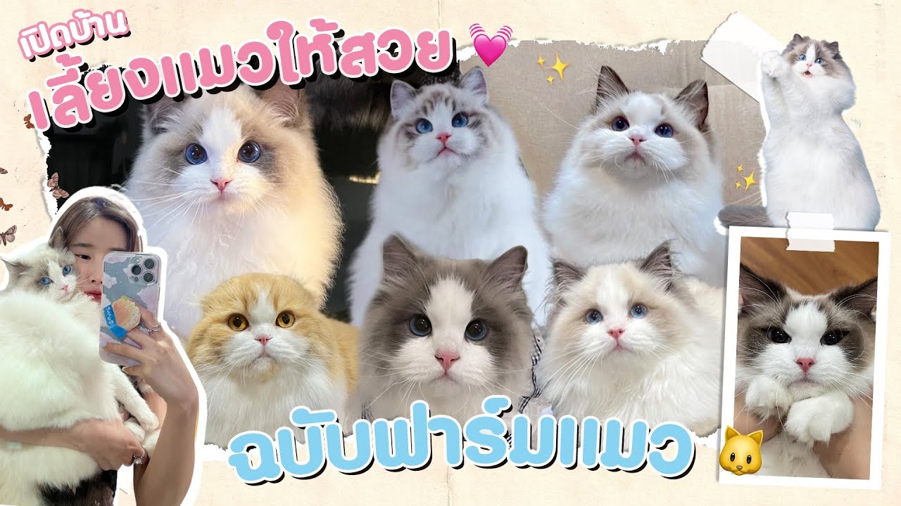 1 วันสุดวุ่น กับแมว Ragdoll 15 ตัว ชีวิตแม่แมวสุดป่วน 😅✨ | ndmikkiholic ♡