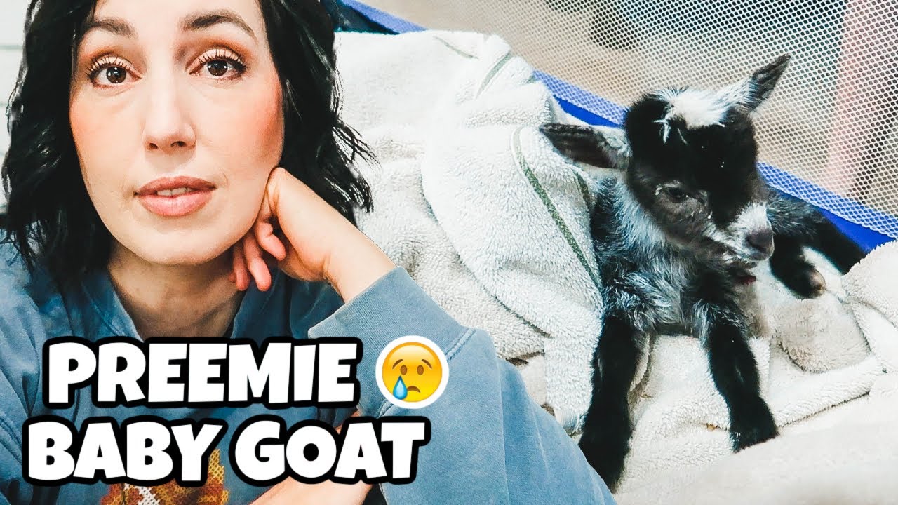 She was born 10 days early 😢 (baby goat birth)
