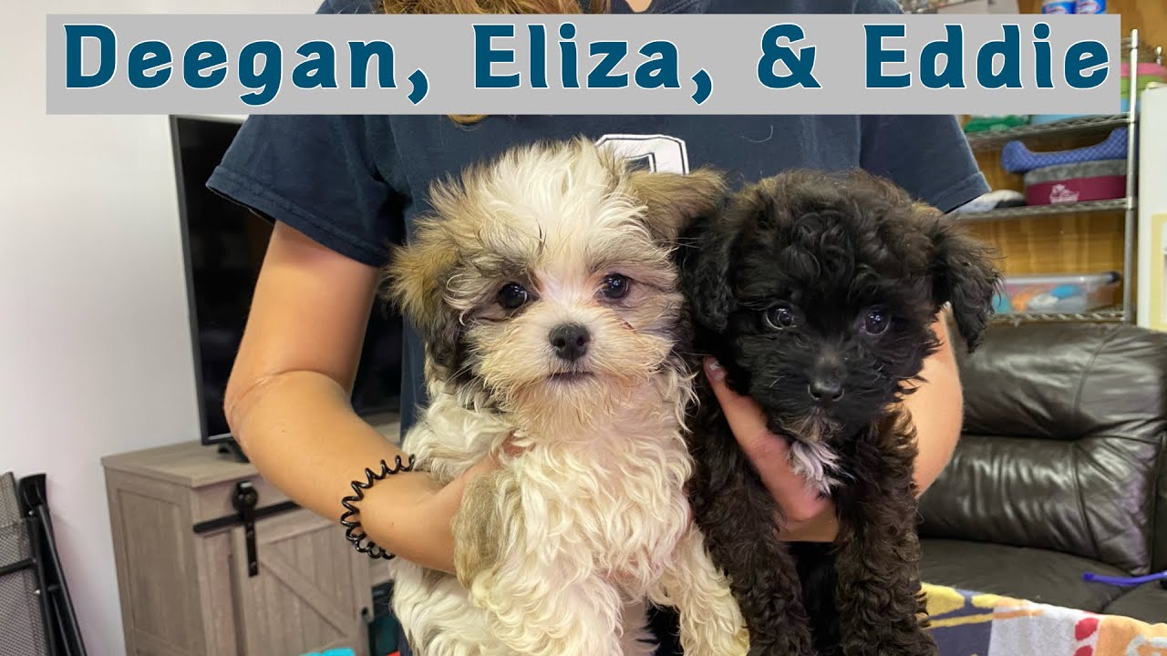 Havanese & Havapoo puppies! *Deegan, Eliza, Eddie* - Abcdoggy 2021