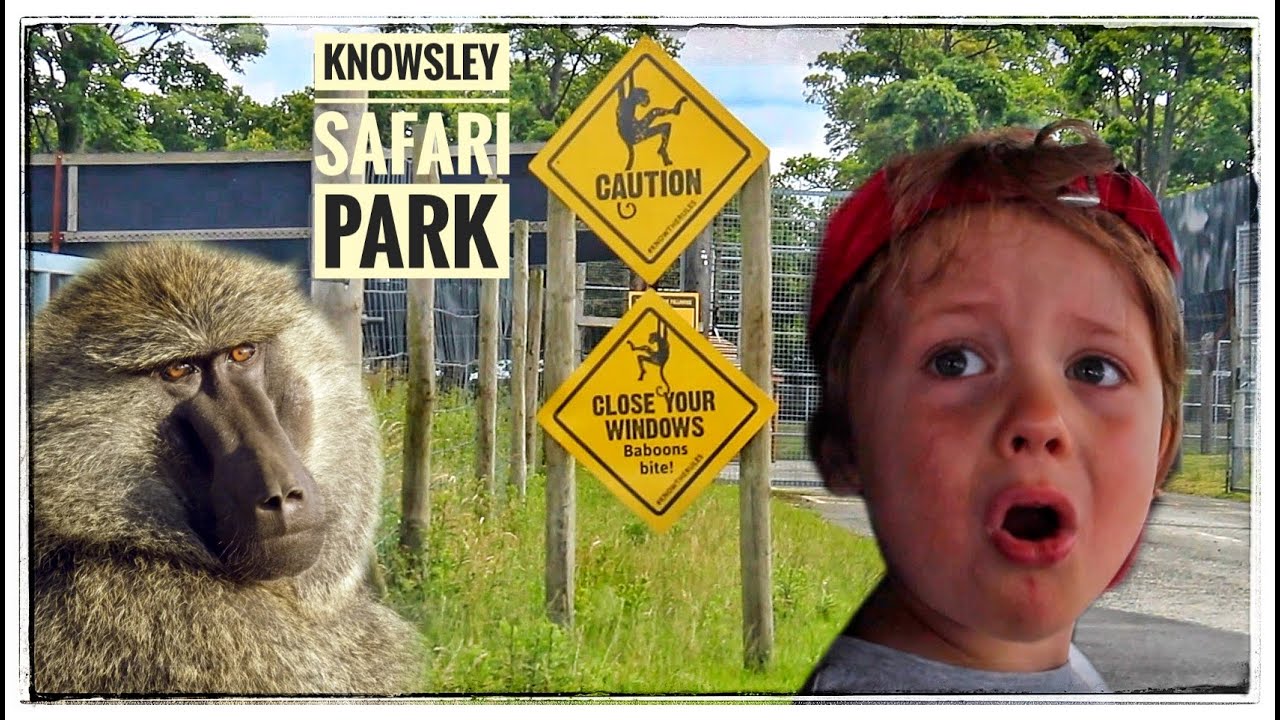 Day Out At Knowsley Safari Park. Lions, Tigers & Naughty Baboons...