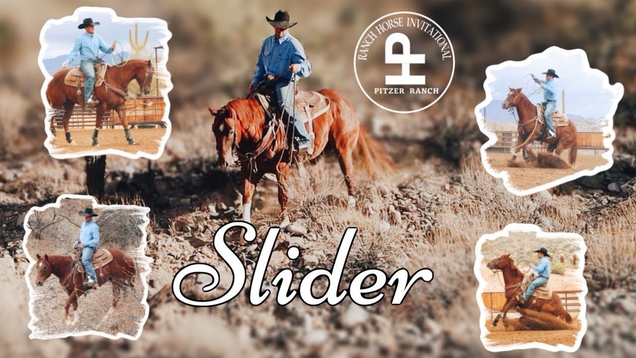 Lot #52 Pitzer Horse Sale • SHOW ME A SLIDE (Slider) 2020 Gelding