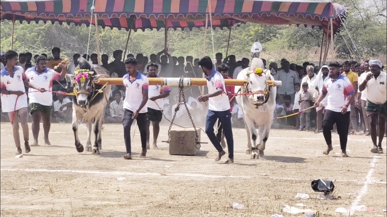పోల్కల్ గ్రామంలో 6 పళ్ళు విభాగం డ్రాలో7వ జతగా వజాపురం భీమ్ అన్నగారు  మేడికొండ గ్రామం ఐజ మండలం 