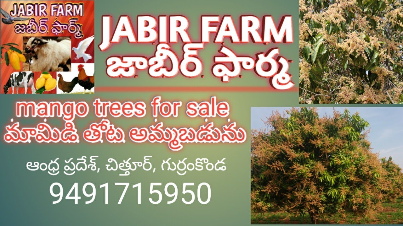 Mango trees for sale,మామిడి తోట అమ్మబడును,9491715950 జాబీర్ ఫార్మ, JABIR FARM