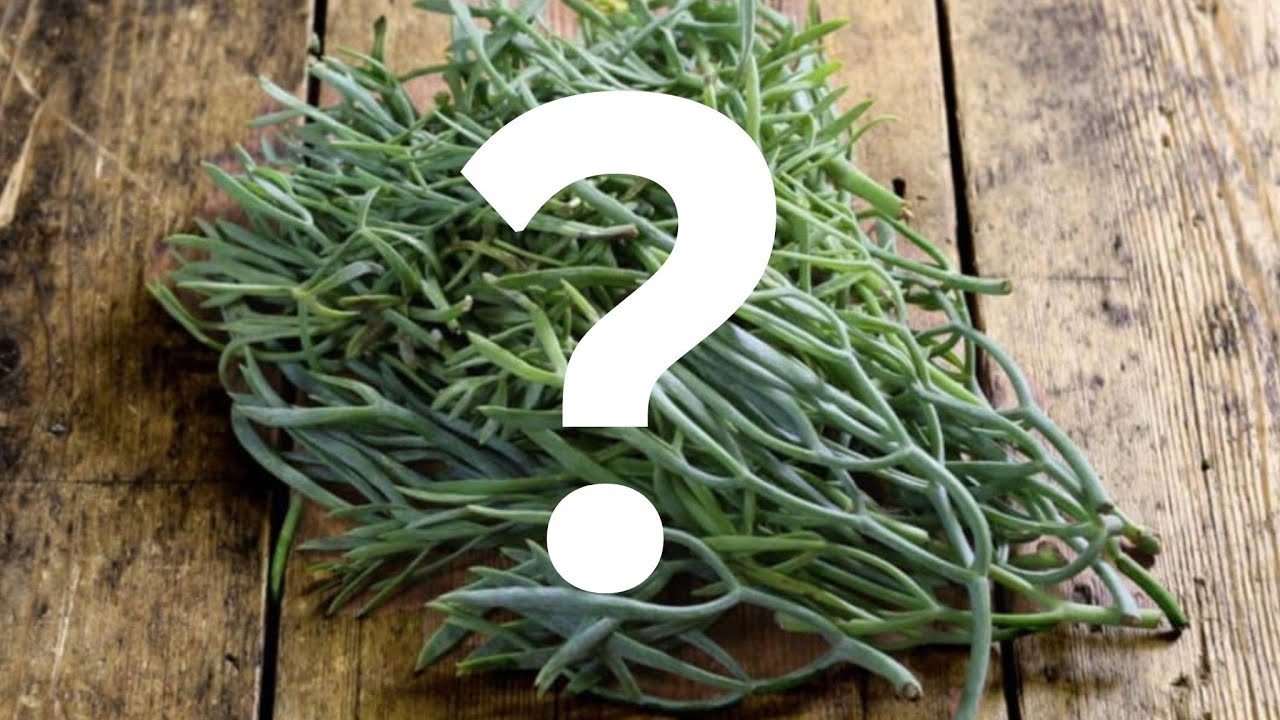 What is Samphire?