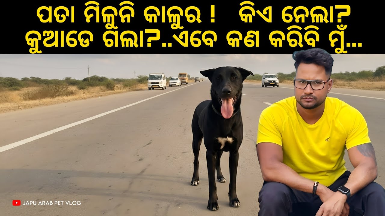 ପତା ମିଳୁନି କାଳୁର 😭କିଏ ନେଲା😡କୁଆଡେ ଗଲା😞ଏବେ କଣ କରିବି ମୁଁ ?😭