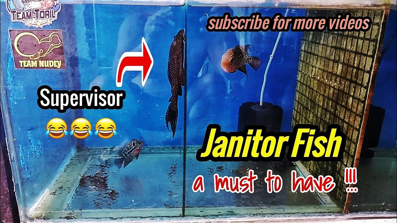 Janitor Fish / Suction Fish / Pleco