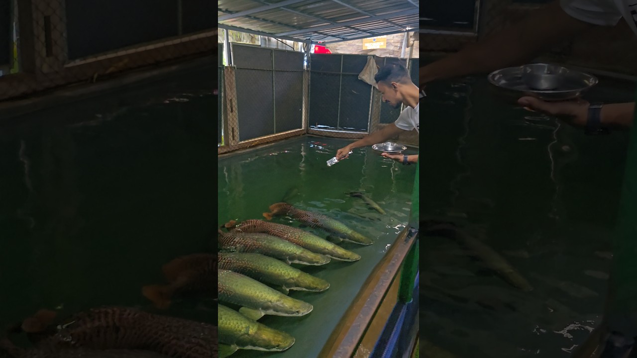 Arapaima fish feeding in Kerala! 🐟🐠 #Kerala #Arapaima #FishFeeding #giantfish
