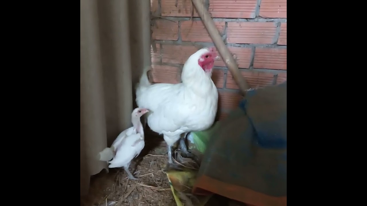 Nay ghé buổi trưa nên k có quay được nhiều ae ơi . Xem đở buồn 