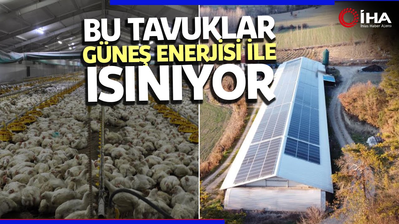 Tavuk Kümesinin Çatısına Güneş Enerjisi Sistemi Kurdu, Maliyet Yüzde 90 Azaldı