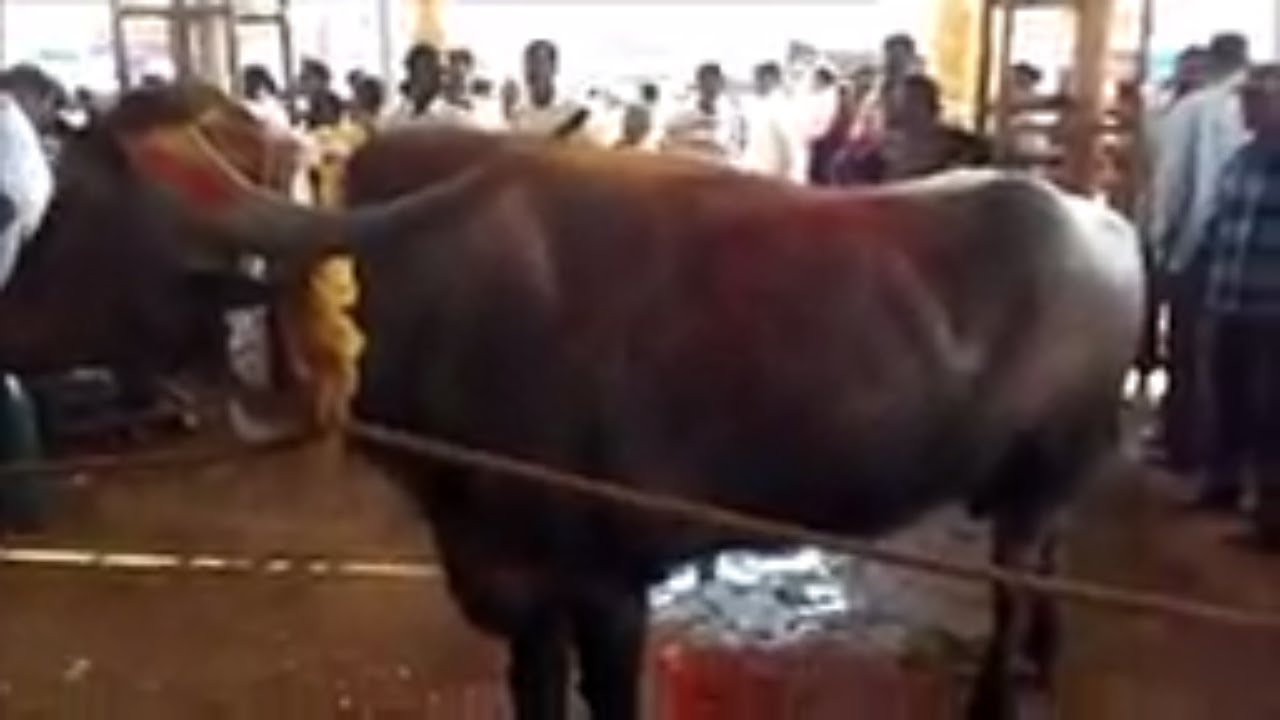 Shri Marikamba jatra/Sirsi Marikamba bull in jatra