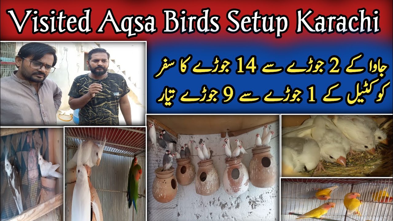 Visited Aqsa Birds Setup Karachi|Java Breeding Setup|Breeding Setup|Global Birds Lovers #birdssetup