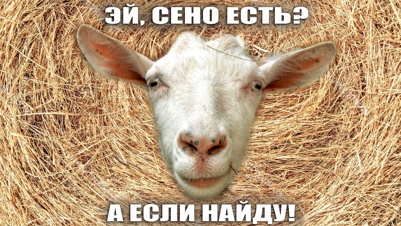 Сколько ест коза? Расчет суточного рациона в кормовых единицах без калькулятора #животноводство