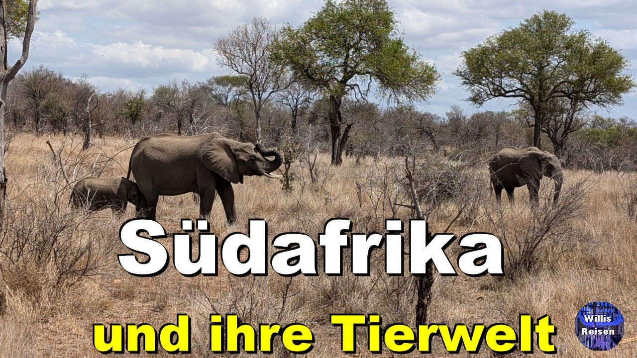 🇿🇦 Südafrikas wilde Tierwelt – Von Safari bis Ozean