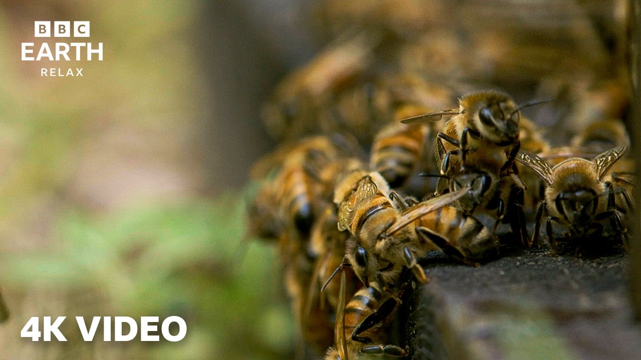 Wild Japan In 4K | A Peaceful Nature Journey &ndash; Part 2 | BBC Earth Relax