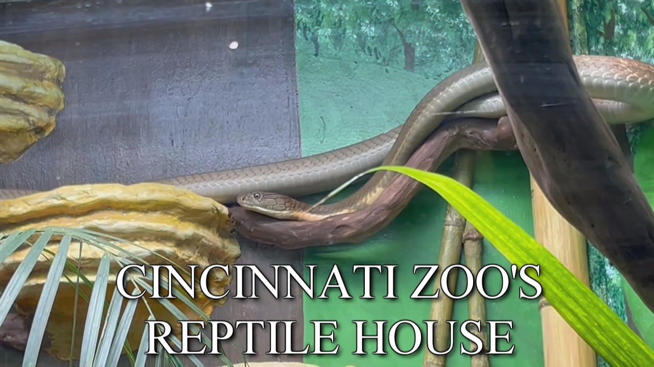 The Reptile House - Cincinnati Zoo | Zoos & Aquariums: Episode 1