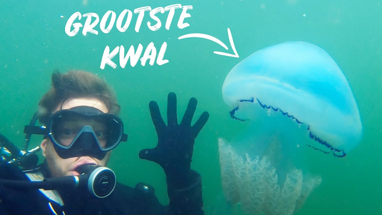 DE ALLERGROOTSTE KWAL VAN NEDERLAND!  |  Hilmar op Seafari