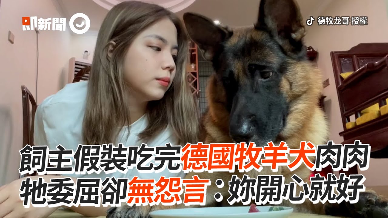 飼主假裝吃完所有肉肉　德牧犬委屈目睹...默默傻笑接受｜德國牧羊犬｜好脾氣｜寵物狗｜精選影片
