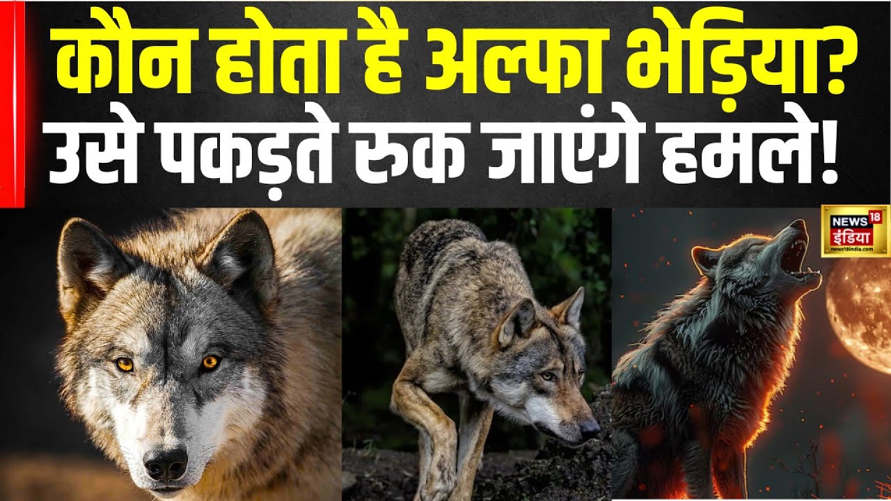 Wolf Attack in Bahraich: बहराइच में Bhediya पकड़ा गया लेकिन Alfa Wolf बना सबसे बड़ी टेंशन। UP | N18V
