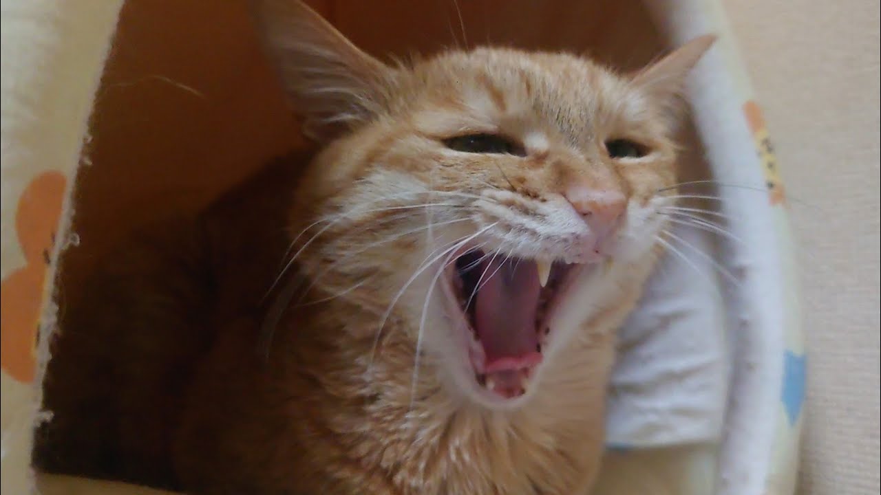 最後に大あくび。#cat #cute #cutecat #orangecat #猫 #かわいい #かわいい猫 #茶トラ #癒し #猫のいる暮らし #ねこのいる生活 