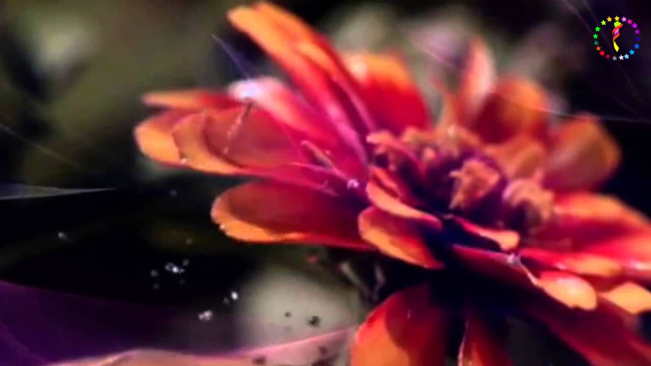 Ersen Dadaşlar ♫ &hearts; ♪ ☆ Yağmur Duası