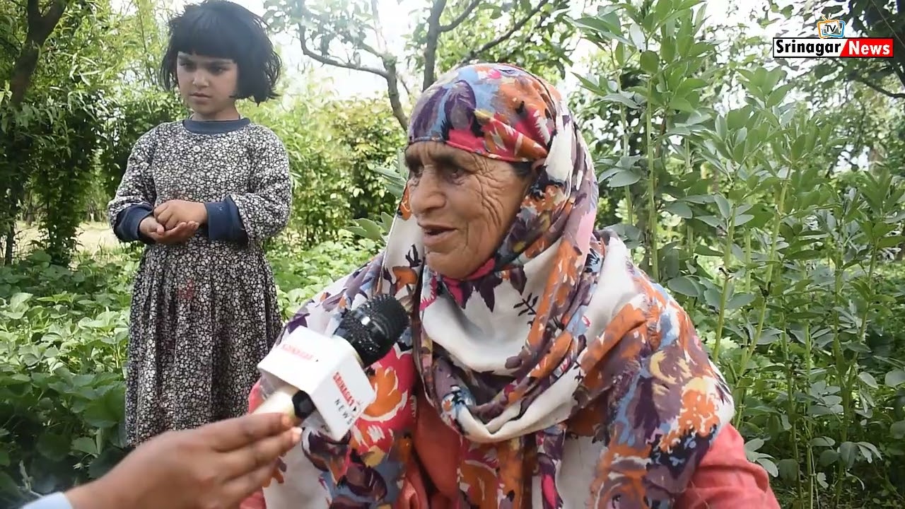 Strawberry Harvest Begins In Kashmir