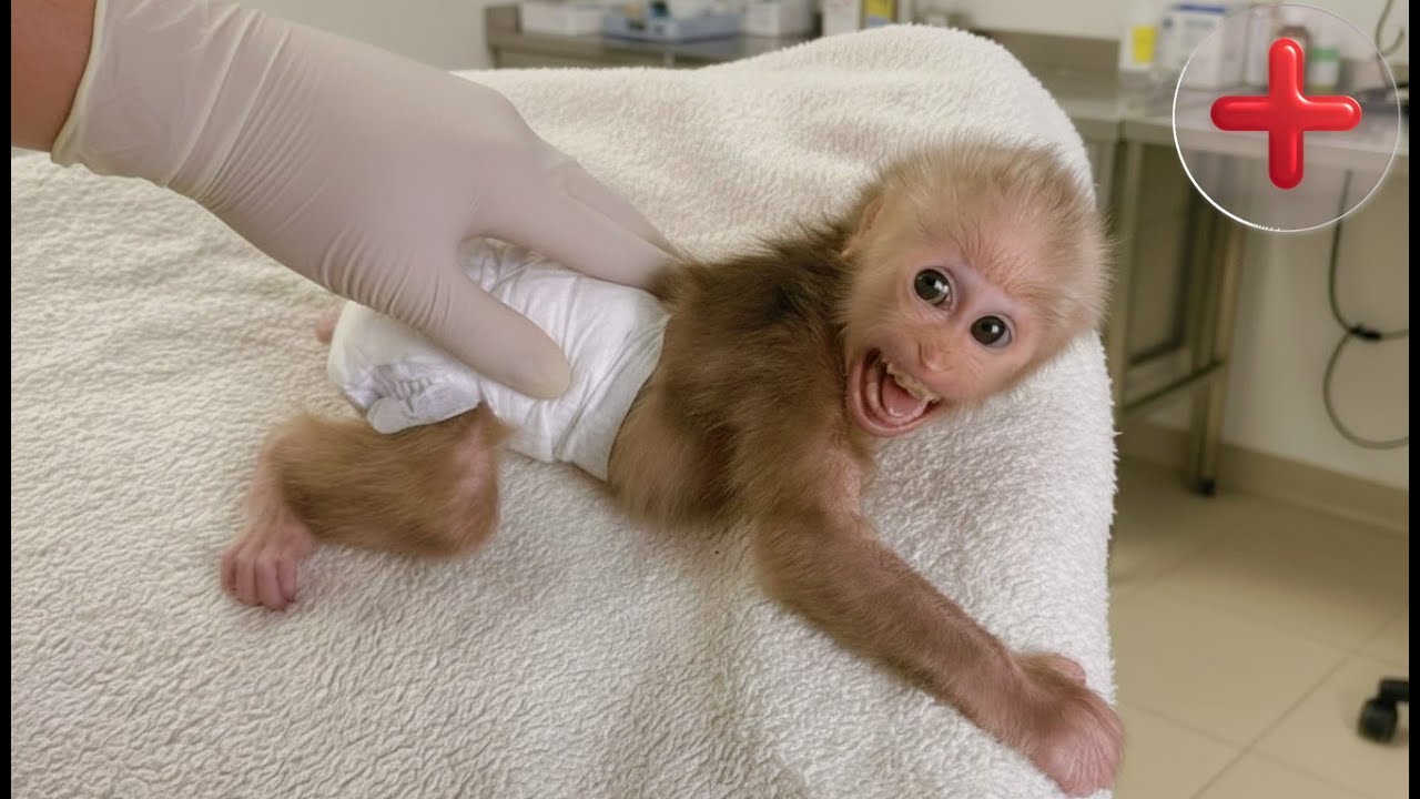Baby Monkey Lulu Receives Additional Medicine After Her Wound Check.