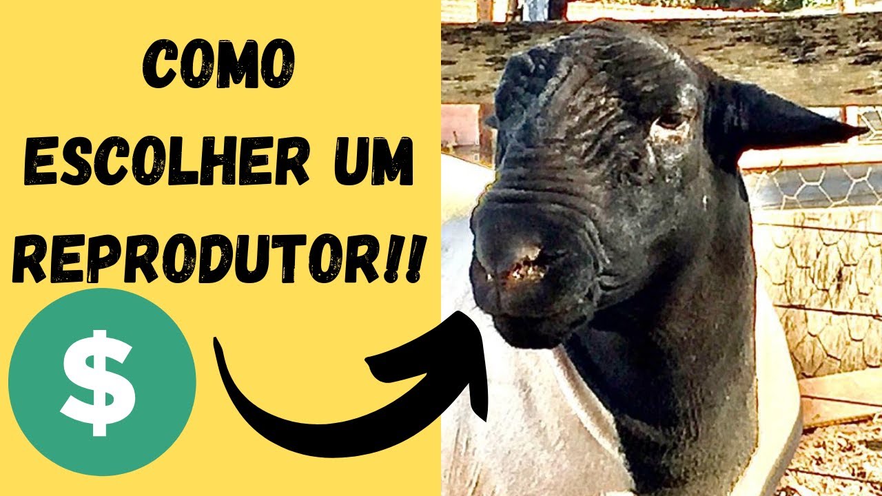 Seleção de reprodutores, matéria feita em nosso criatório pela amiga Wanessa Ferri!