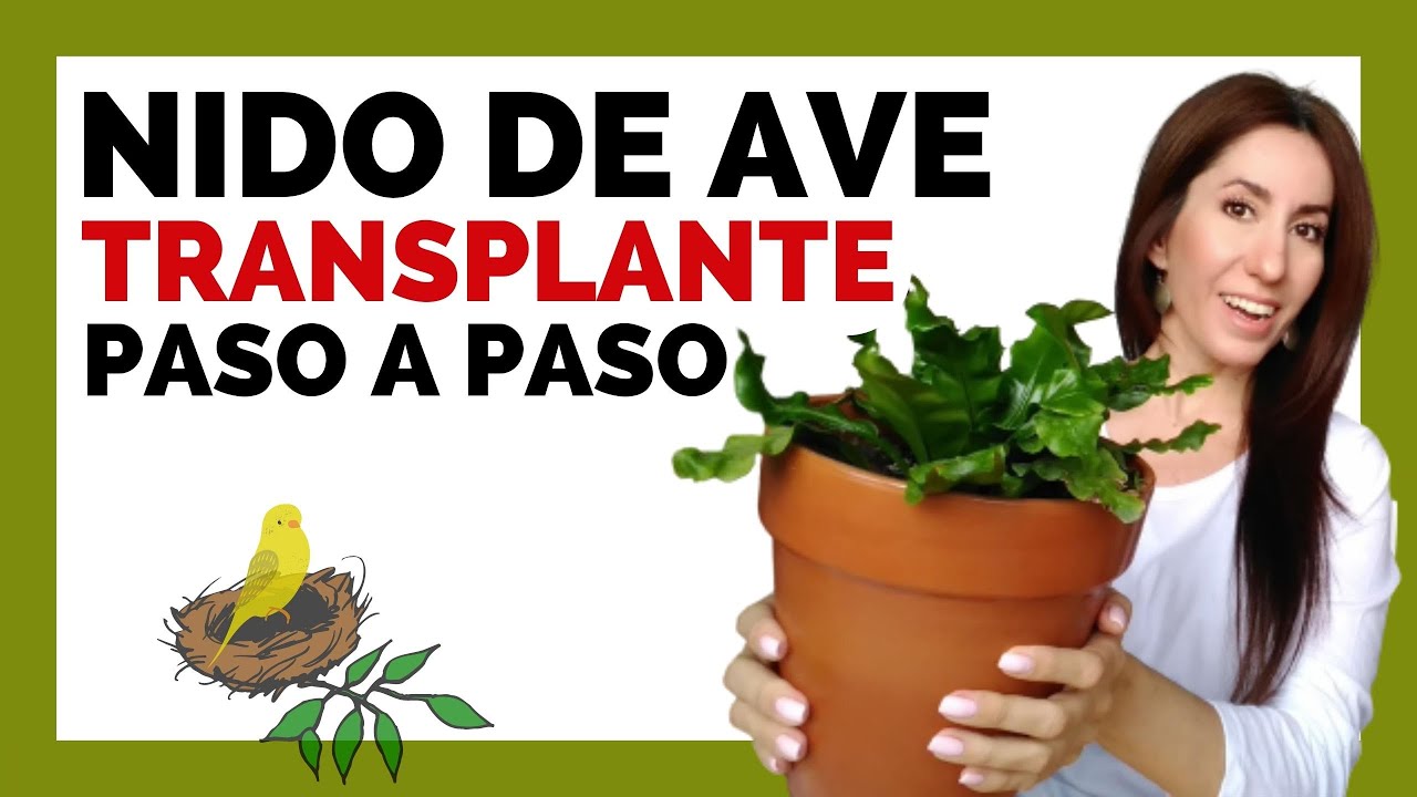 HELECHO NIDO de AVE 🐤🐣 CAMBIANDO EL SUSTRATO │ PLANTAS de INTERIOR