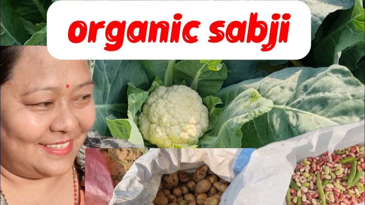 मेरो करेशाबारीमा के के अनि कस्तो छ त हेरम है #organic #dailyvlog