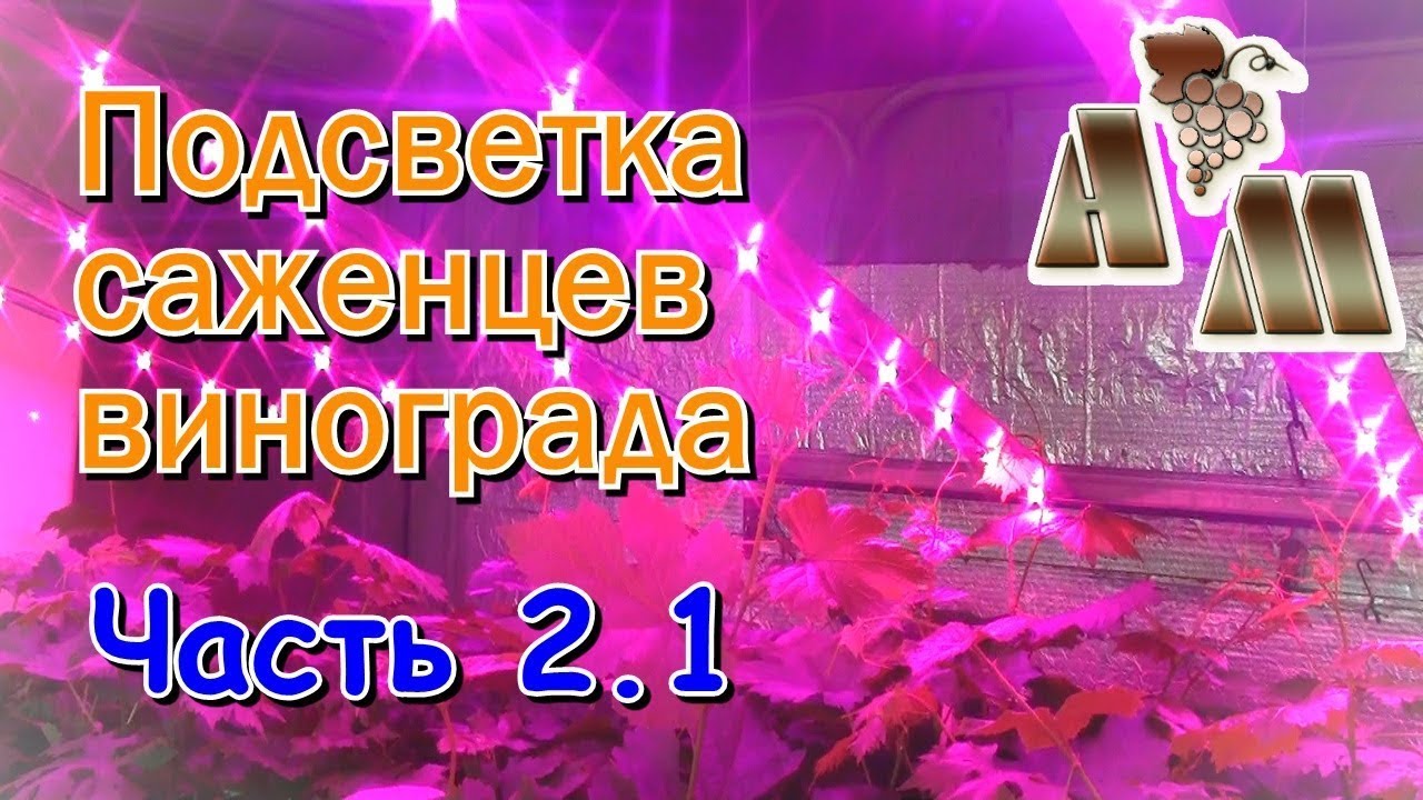 🍇 Светодиодная подсветка саженцев винограда. Часть 2.1