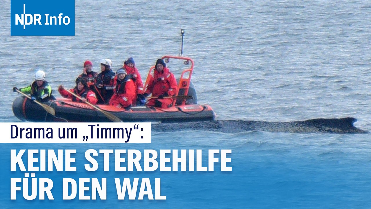 Ostsee-Drama: Gestrandeter Wal 