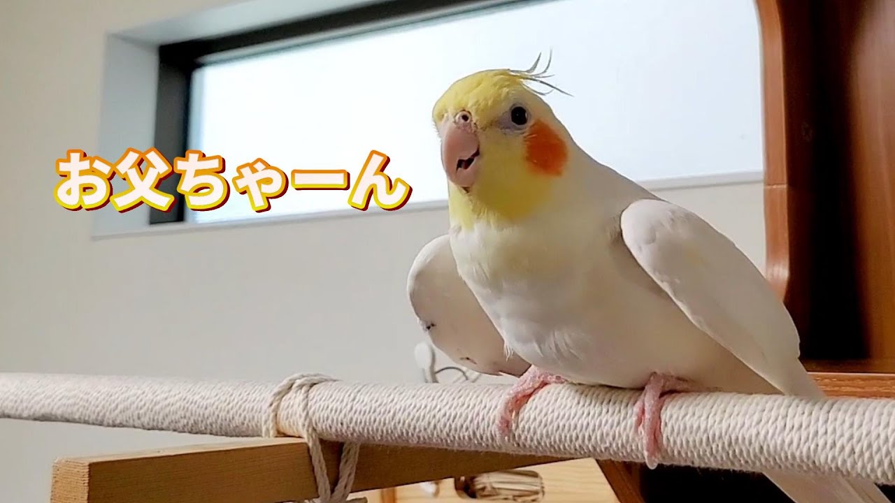 【再会】大好きなお父ちゃんと17日ぶりの再会に喜び甘えるオカメインコのはな　pinohana