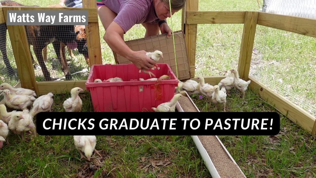 Moving The Chicks to Pasture!