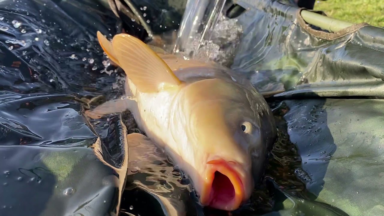 Extra Carp Niwka, rozpoczęcie sezonu 2021.