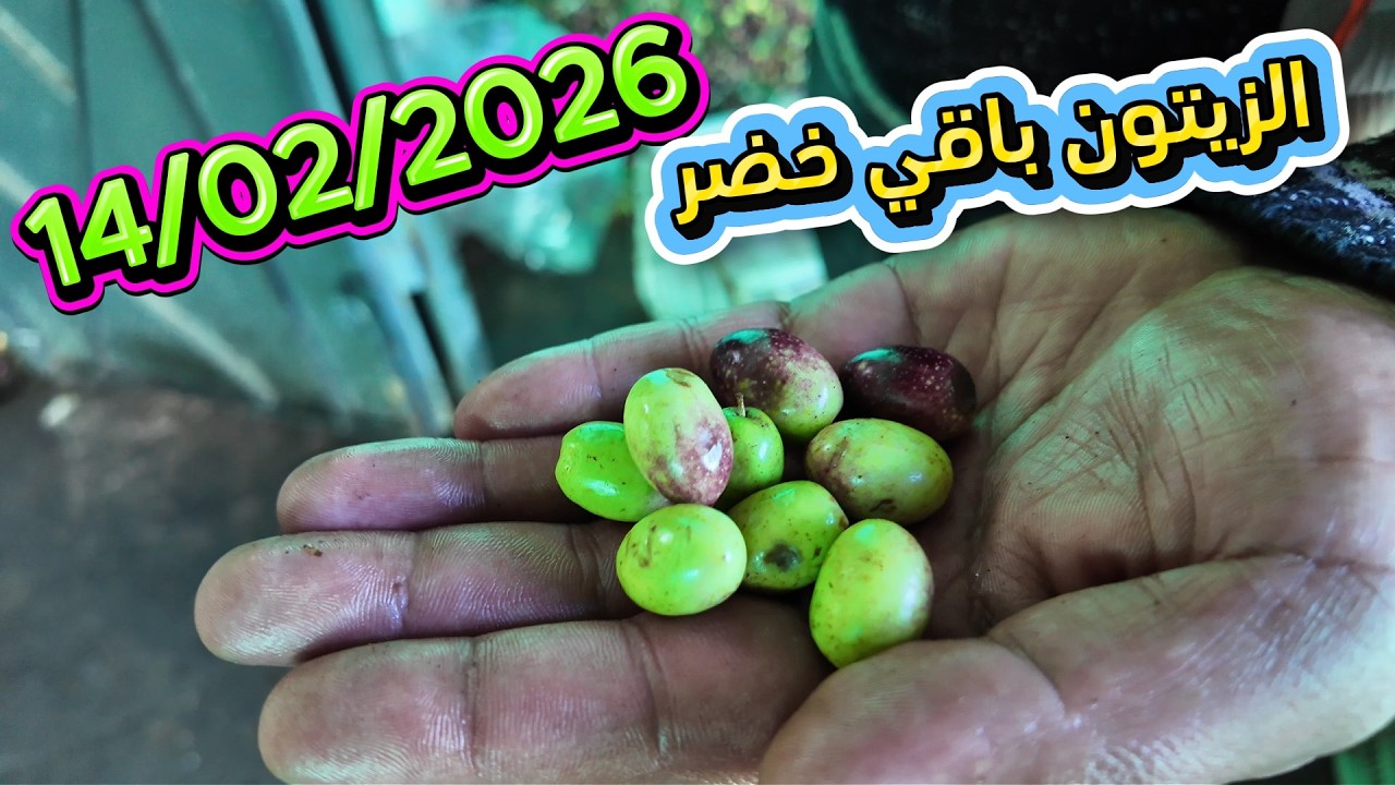 زيت الزيتون باقي أخضر بني ملال مع معصرة أيوب العصرية أدوز فم العنصر 14/02/2026