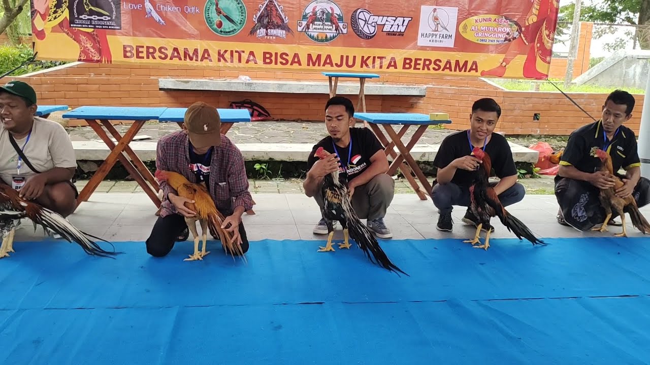 Ayam Bangkok Terbaik  Pilihan di Kontes Ayam Ekor Lidi Kediri 