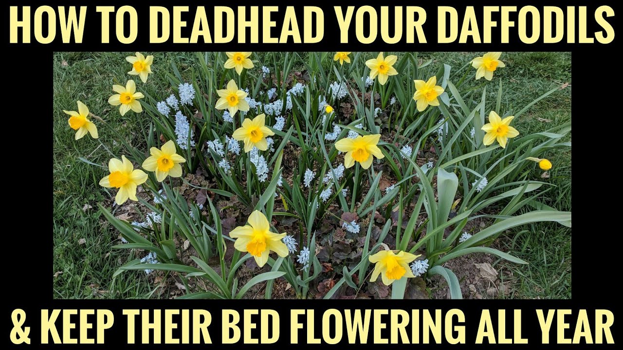 How to deadhead Daffodils (so they keep flowering forever)