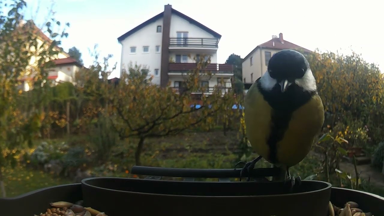 Birds 89