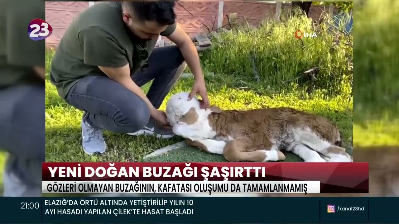 YENİ DOĞAN BUZAĞI ŞAŞIRTTI