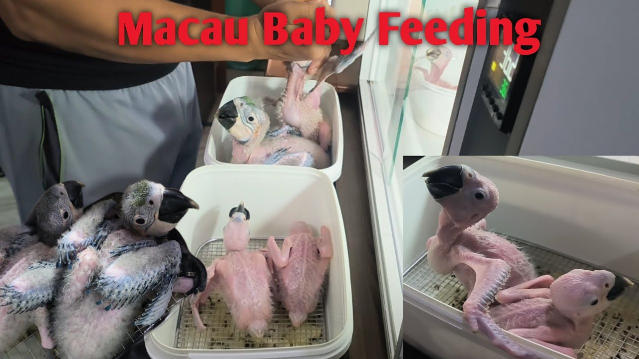 Macau baby feeding /Blue and Gold macau breeding 