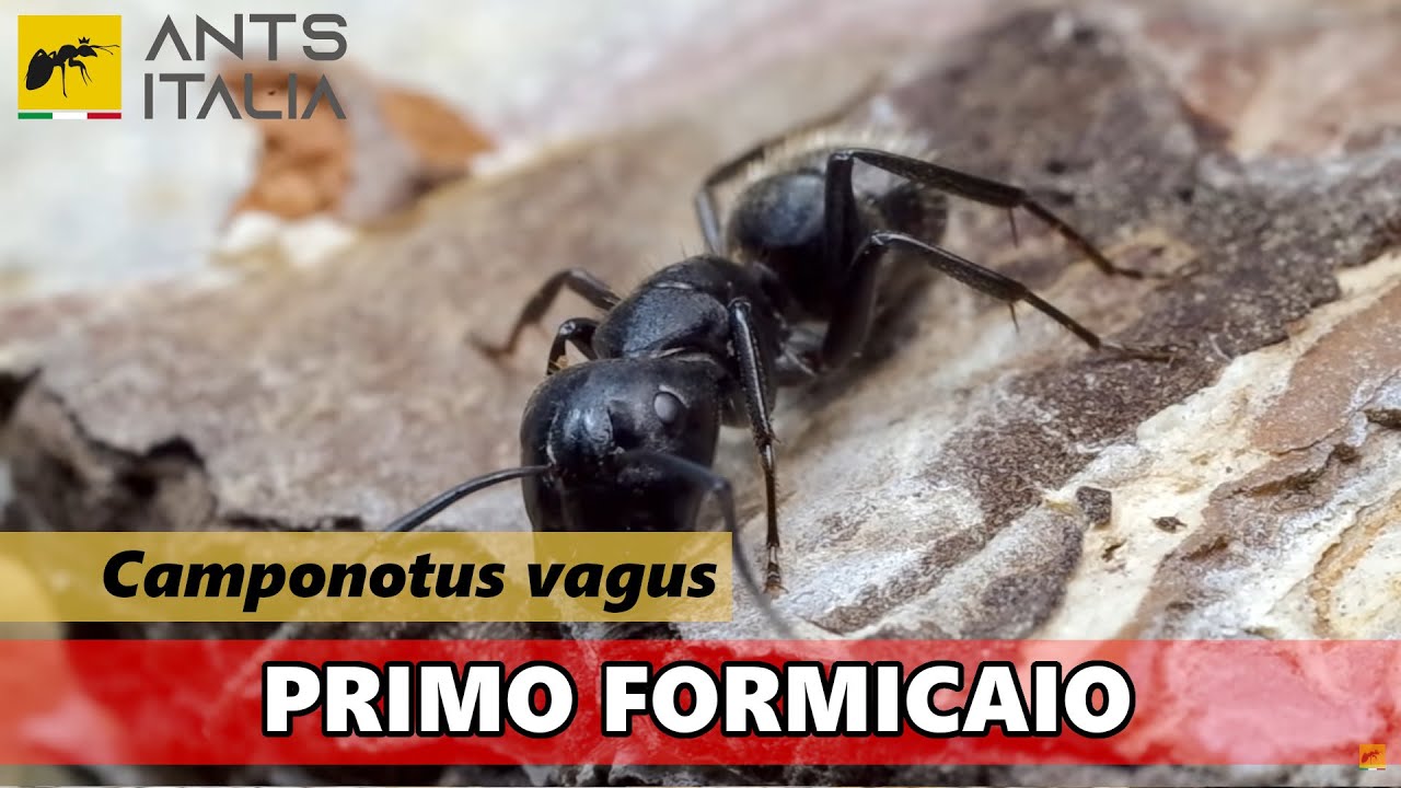 Le mie Formiche carpentiere crescono!