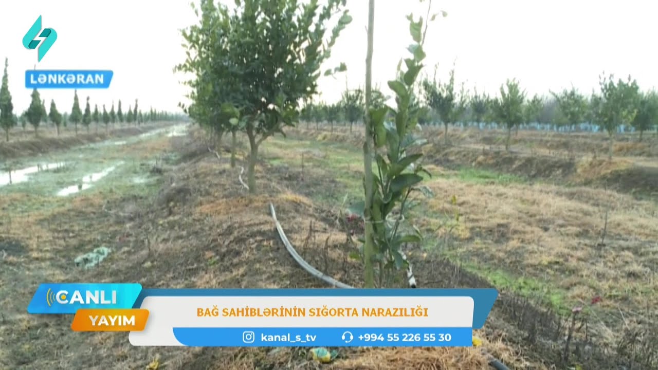 Lənkəranda bağ sahibləri sığorta qiymətləndirməsindən narazıdır
