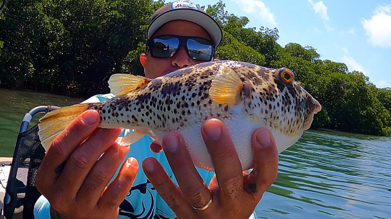 Como Capturar PEZ GLOBO Limpiarlo y Cocinarlo, NO COMA ESTE PESCADO SIN ANTES VER ESTO!