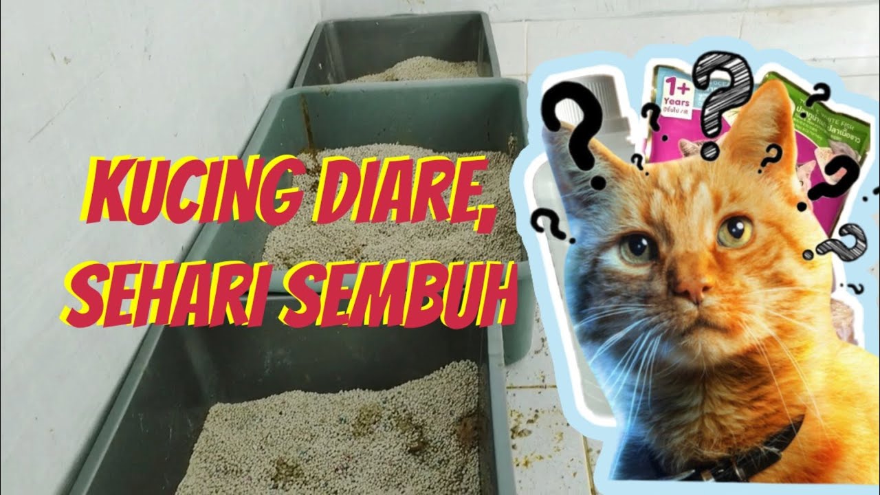 Cara Mengobati kucing Diare